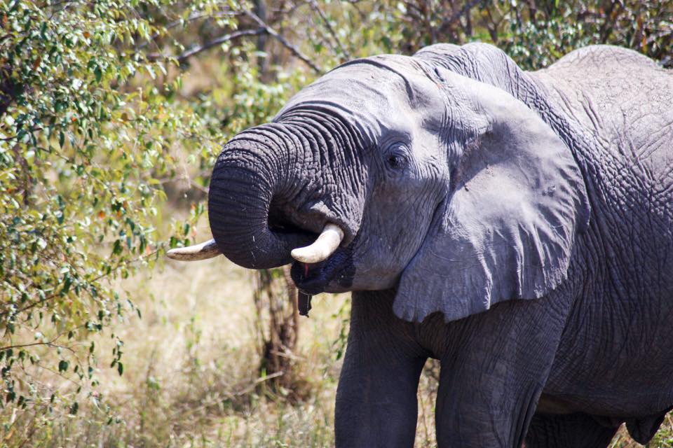 13876204_10157281974175008_174721222938181406_n