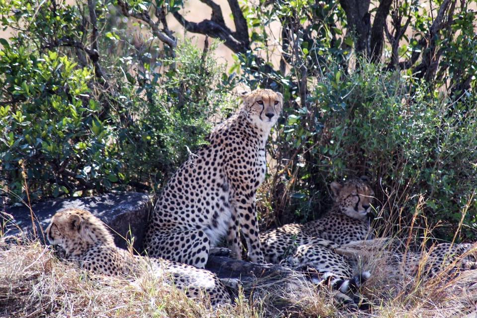 13876390_10157281974100008_989785701930890273_n