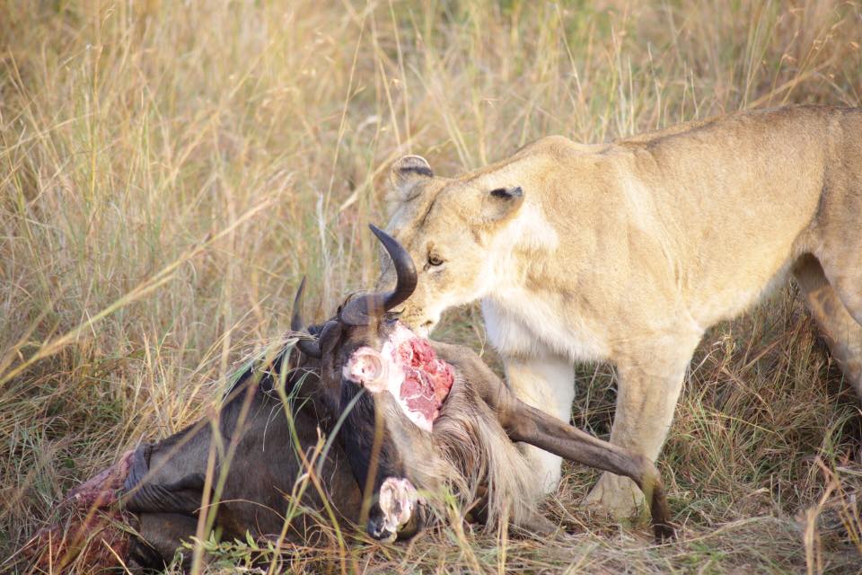 13879339_10157281974480008_395364020810495523_n