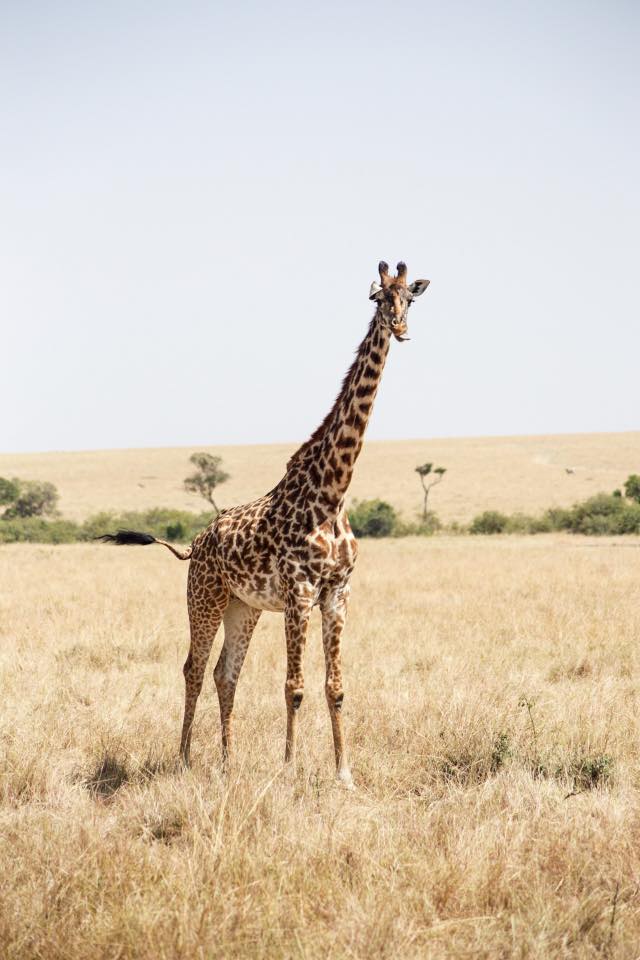 13879420_10157281974155008_734257654129607383_n